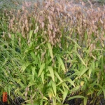 chasmantium atifolium