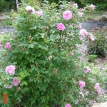 rosa therese bugnet