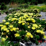 opuntia-humifiusa-yellow