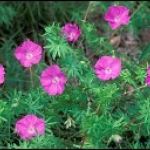 geranium sanguineum bloody cranesbill
