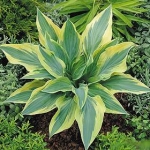 hosta wolverine