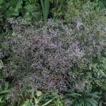 limonium latifolium