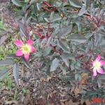 rosa rubrifolia