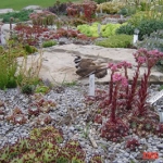 sempervivum bed