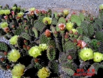 Opuntia Bernalillo
