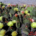 Opuntia Bernalillo