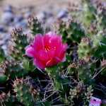 Opuntia Claude Arno