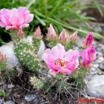 Opuntia 'Georg Sydow'