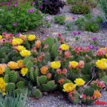 Opuntia Orangina