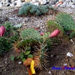 Opuntia Phaeacantya 1