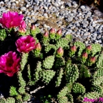 Opuntia 'Red Gem'