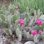 Opuntia Taylers Red