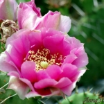 Opuntia Tortispina fl