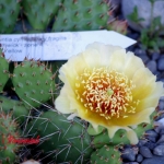 Opuntia cymochila x fragilis 'Smithwick'