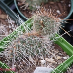 Opuntia erinacea var hystricina