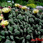 Opuntia fragilis 'Bronze Beauty'