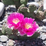 Opuntia fragilis Pony