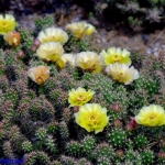 Opuntia fragilis