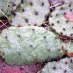 Opuntia humifusa- Point Pelee