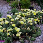 Opuntia lemon sorbert