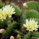 Opuntia phaeacantha
