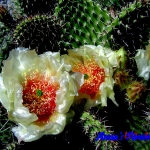 Opuntia polyacantha Crystal Tide.jpg 1