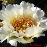 Opuntia polyacantha 'Crystal Tide'