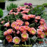 Opuntia polyacantha 'Dusty Pink'
