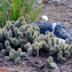 Opuntia polyacantha 'Peter Pan'