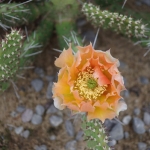 Opuntia polyacantha ex Wavy gravy