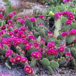 Opuntia raspberry pink