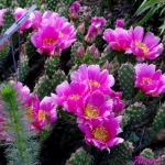 Opuntia rutila pink