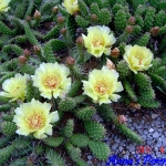 Opuntia rutila yellow