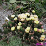 Opuntia saskatchewan 1