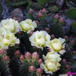 Opuntia 'saskatchewan'