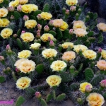 Opuntia Tutu-yellow -with- red- changing-to- peach