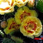 Opuntia Tutu yellow with red changing to peach