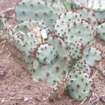 opuntia macrorhiza