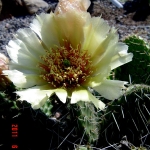 opuntia-polyacantha- Diamond