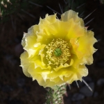 opuntia polyacantha ex Wavy gravy