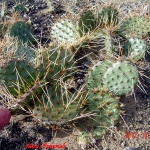 opuntia species
