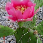 opuntia-Tortispina
