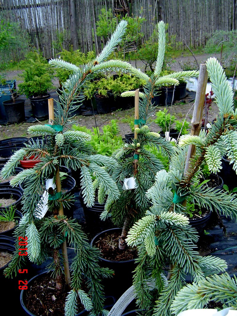 picea-pungens-the-blues-anna-s-perennials-nursery-gardens