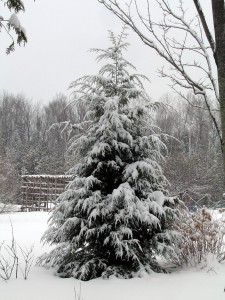 Eastern Hemlock (Tsuga canadensis)