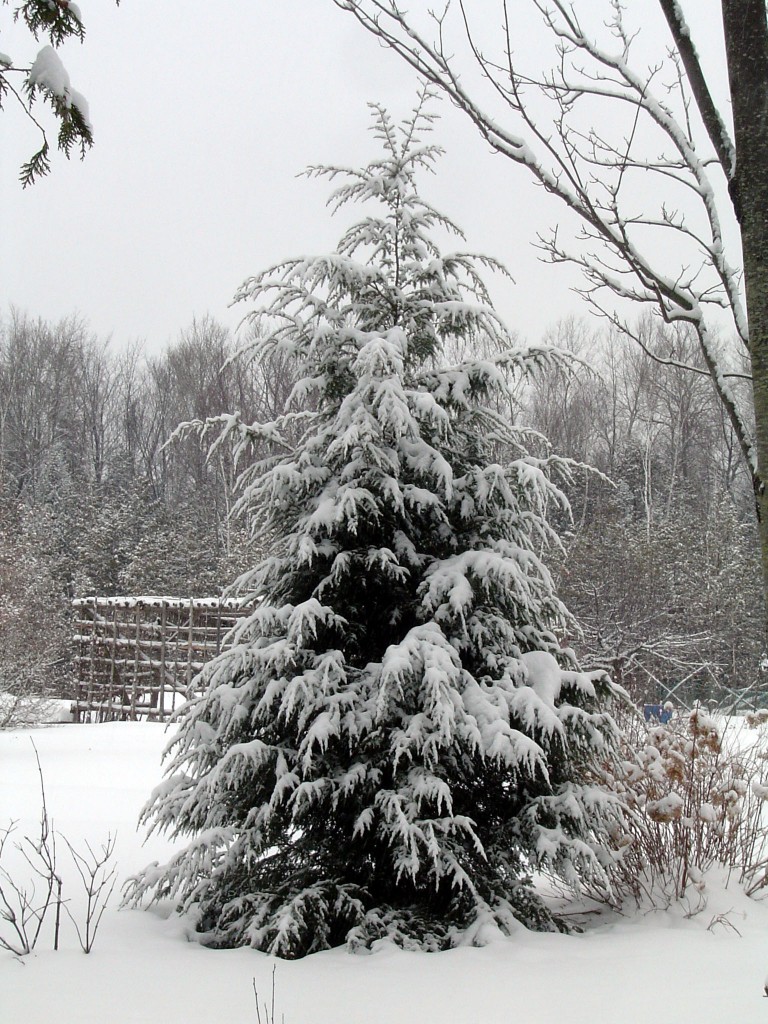 Eastern Hemlock (Tsuga canadensis) – Anna's Perennials Nursery & Gardens