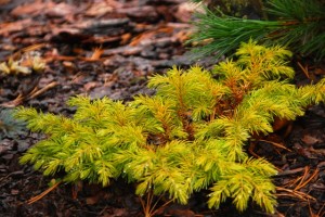 Juniperus conferta All Gold