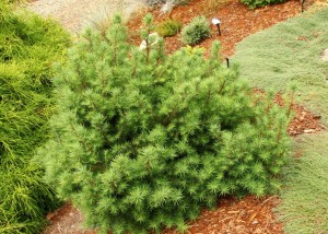 Larix gmelinii Romberg Park