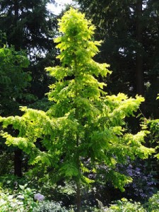 Metasequoia.glyptostroboides.Gold Rush.2