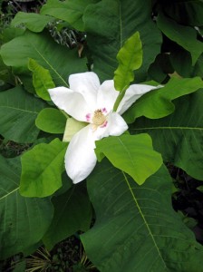 magnolia-ashei1-768x1024