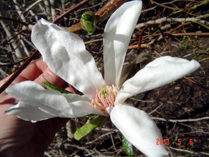 magnolia from seeds